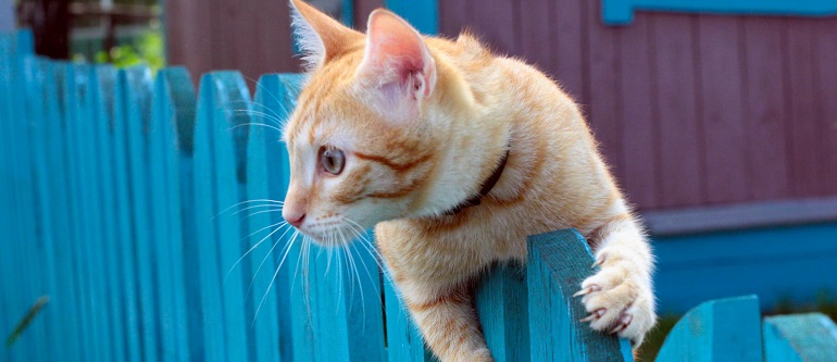 Кошка на даче - как подготовить домашнего любимца