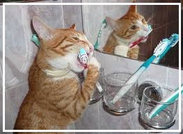 Лечение зубов у кошек. Зубной камень