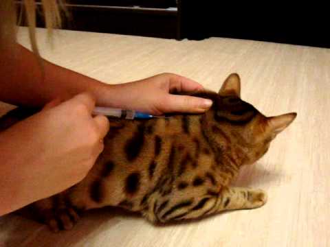 Как сделать уколы кошке