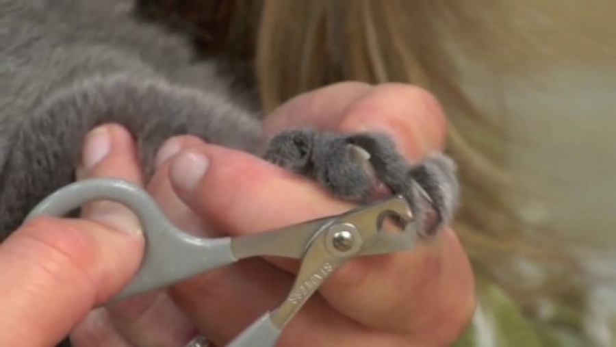 Как подстричь когти агрессивной кошке: способы и инструменты