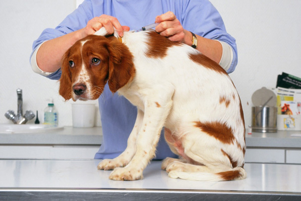 Доклад: Травмы сухожилий у собак
