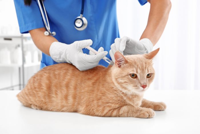 Бешенство у кошек симптомы и лечение