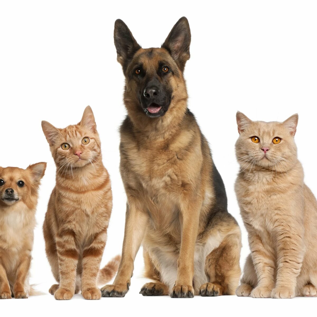 кошки собаки разных пород фото