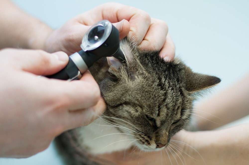 Лечение отита у кошек